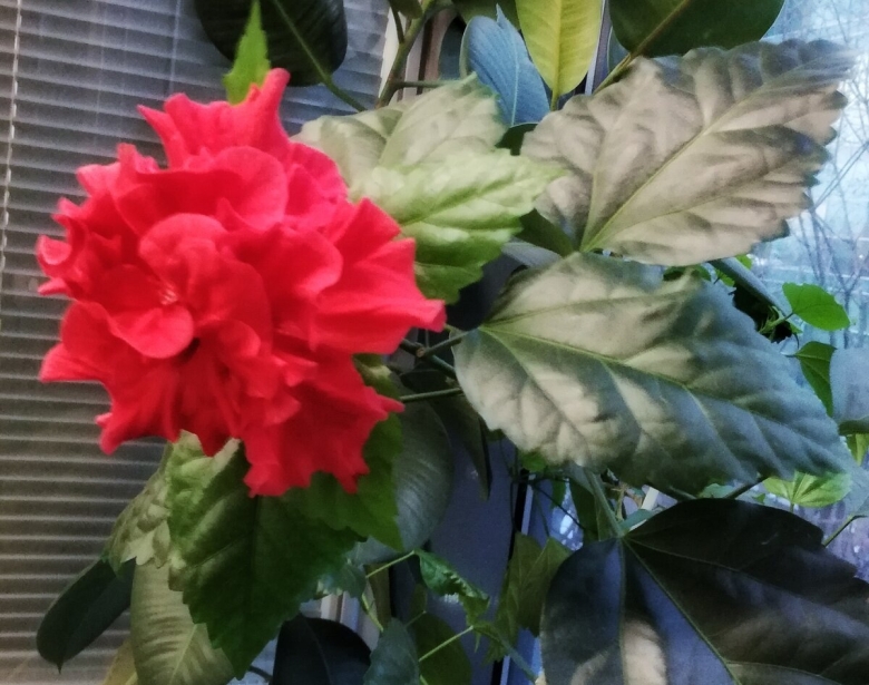 Алый гибискус