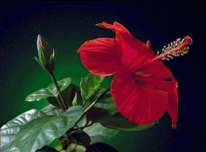 Китайская роза гибискус