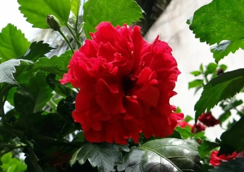 Гибискус китайская роза