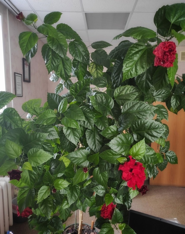 Роза гибискус комнатный