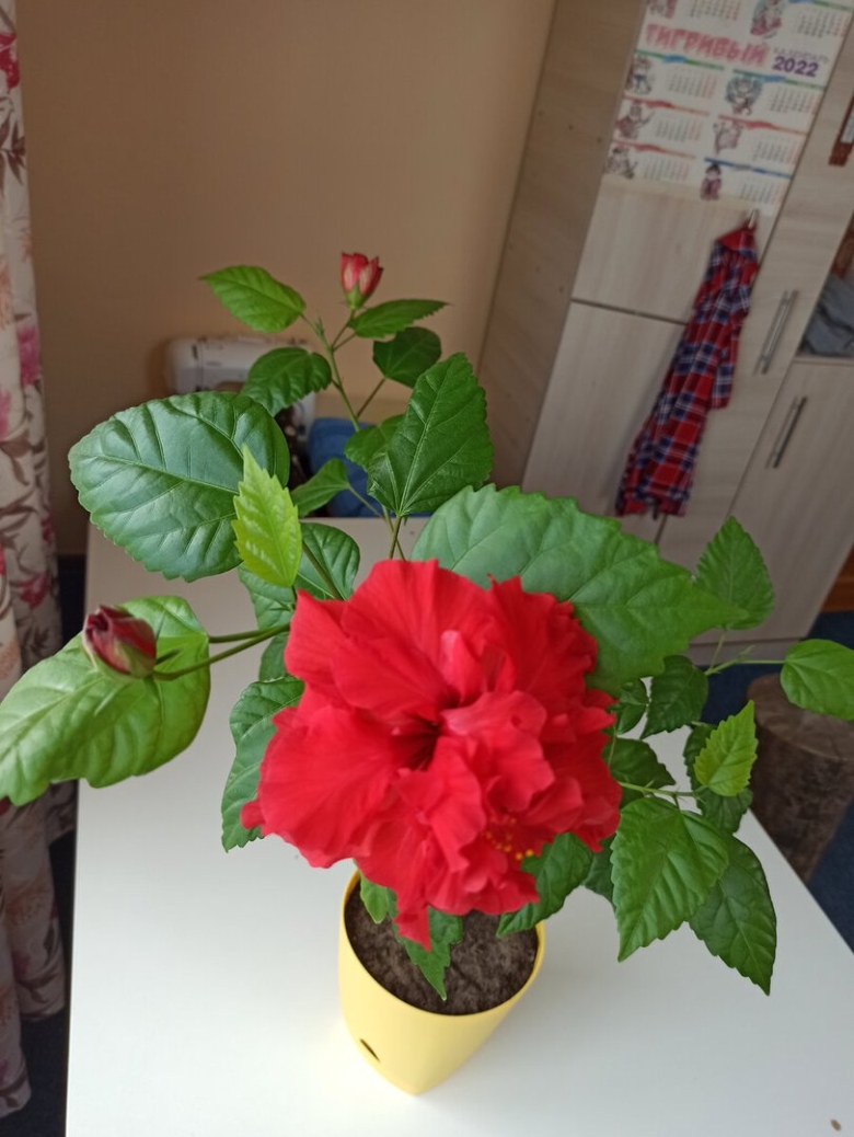 Гибискус комнатный
