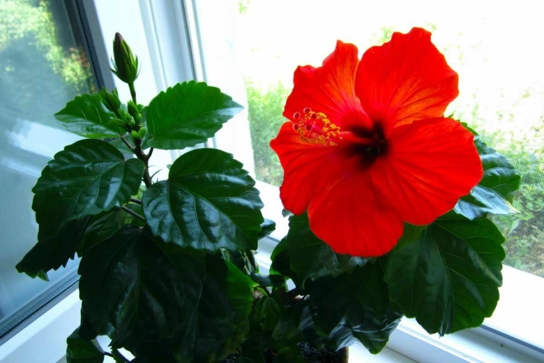 Роза гибискус комнатный