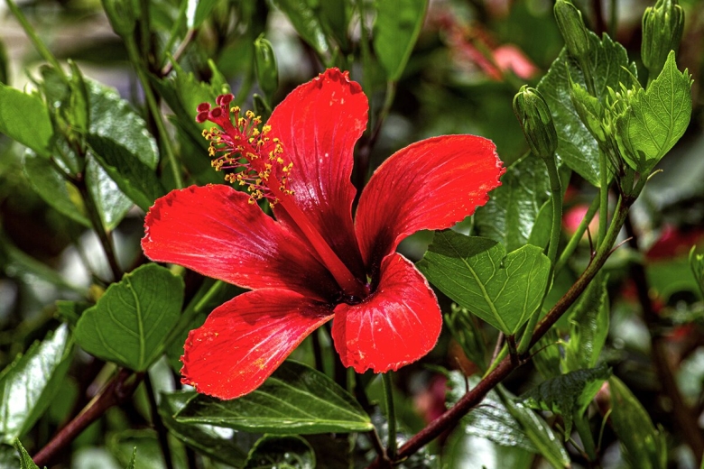 Гибискус китайский