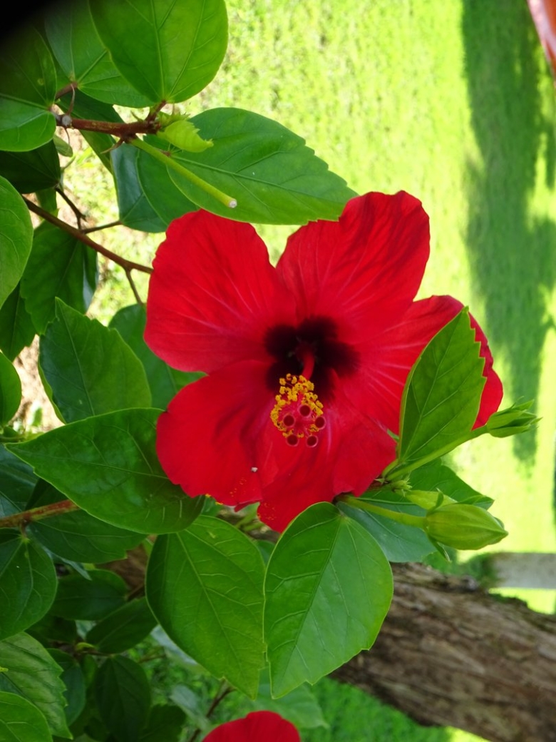 Гибискус суданская роза