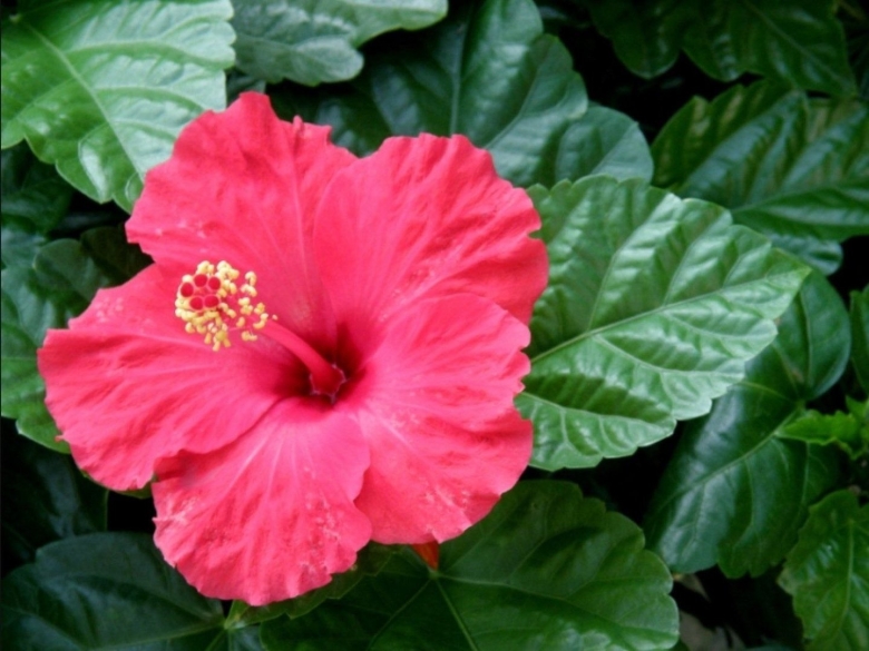 Гибискус суданская роза