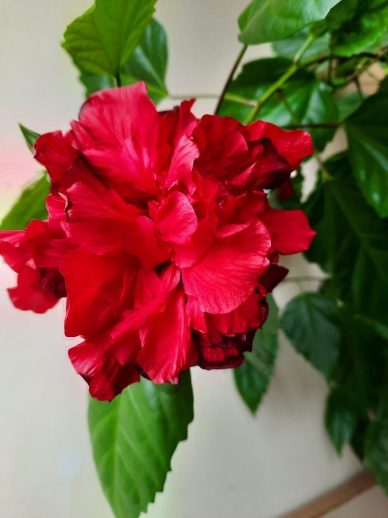 Китайская роза гибискус