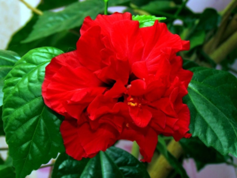 Гибискус Бенджамина