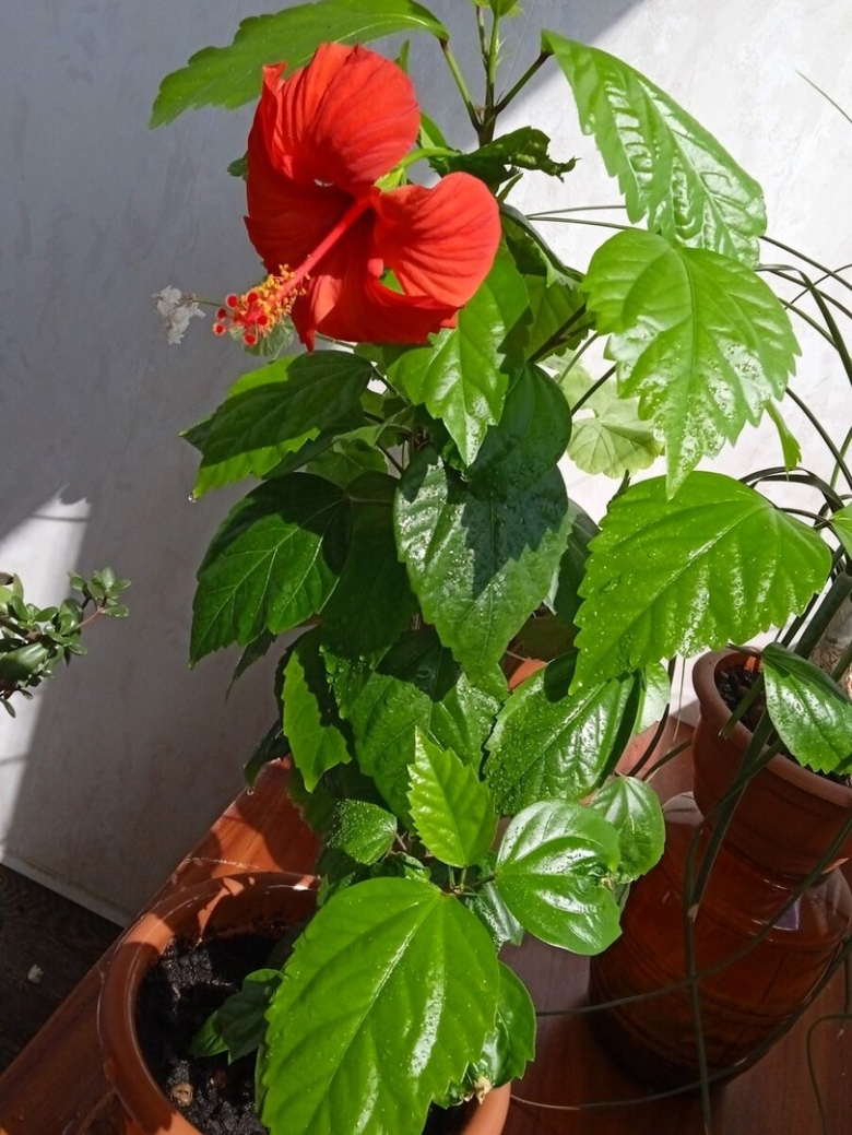 Гибискус комнатное растение