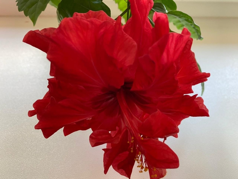 Китайская роза домашний цветок