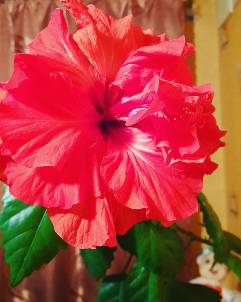 Гибискус китайская роза