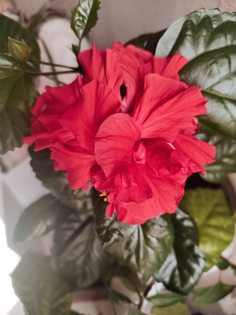 Гибискус китайский розан