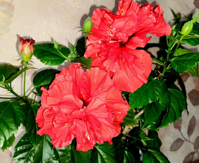 Гибискус китайский розан