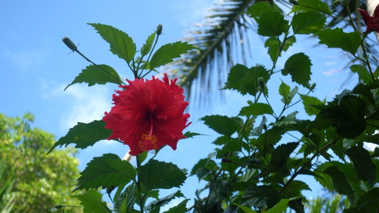 Гибискус красный