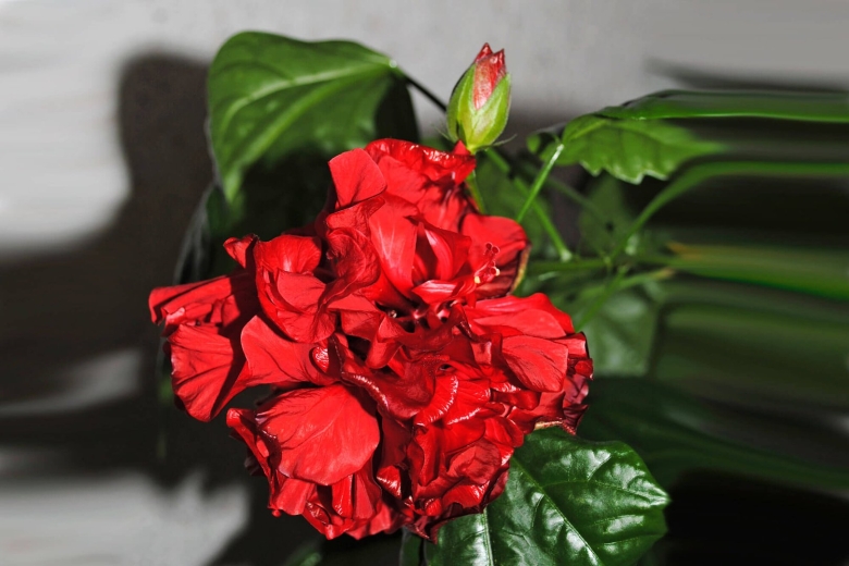 Гибискус китайский Розан китайская роза