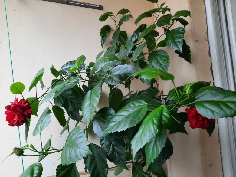 Китайская роза комнатная