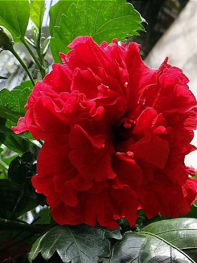 Гибискус китайская роза махровый