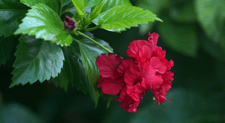 Гибискус цветок