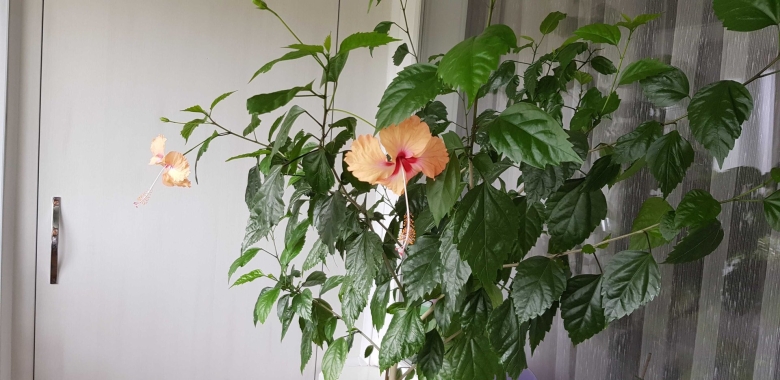 Гибискус роза