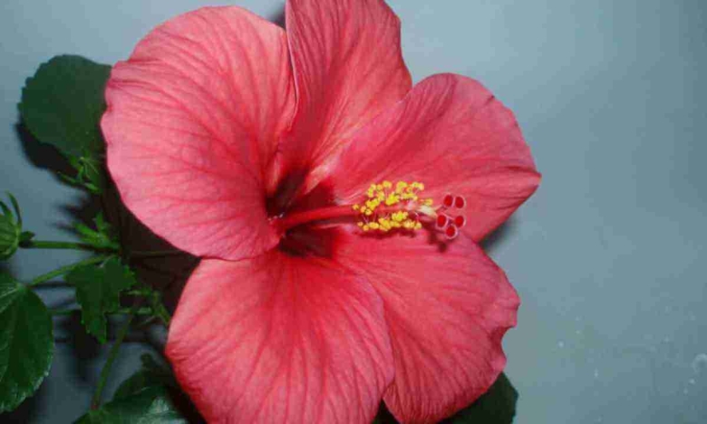 Роза гибискус