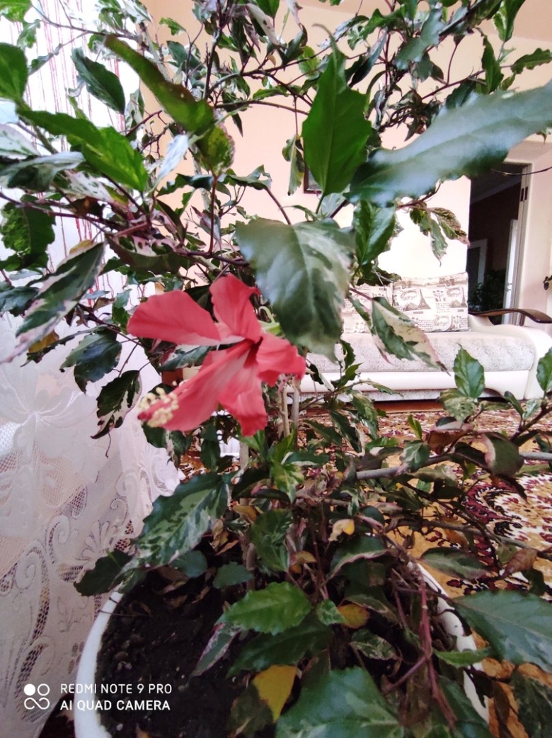 Цветок похожий на китайскую розу фото