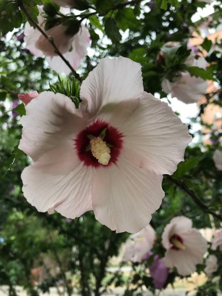 Гибискус сирийский древовидный