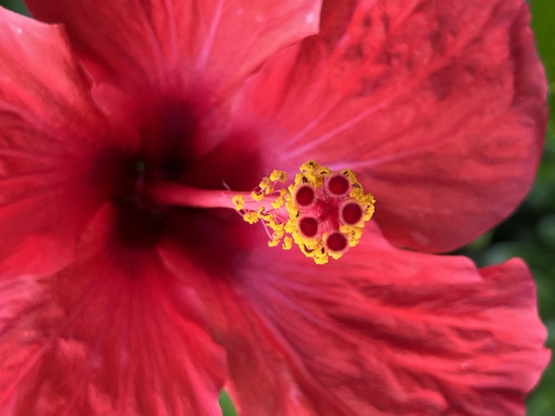 Лепесток гибискуса