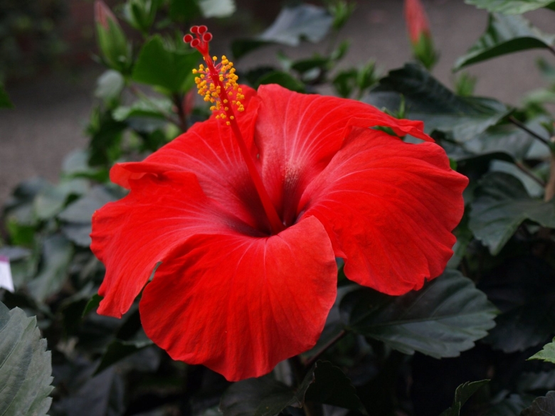 Гибискус растение