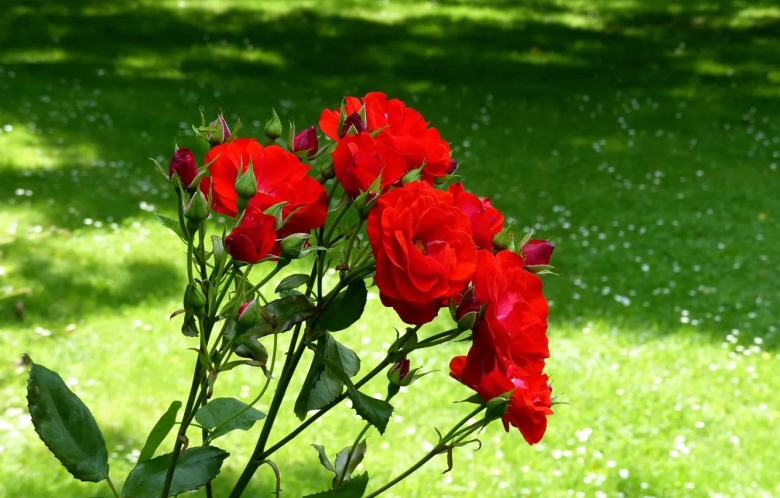 Роза кустарниковая красная