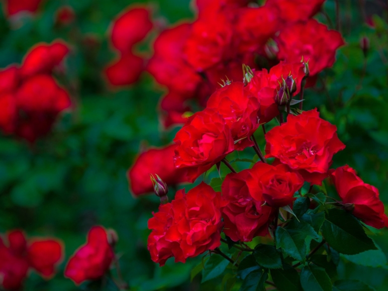 Роза кустарниковая красная