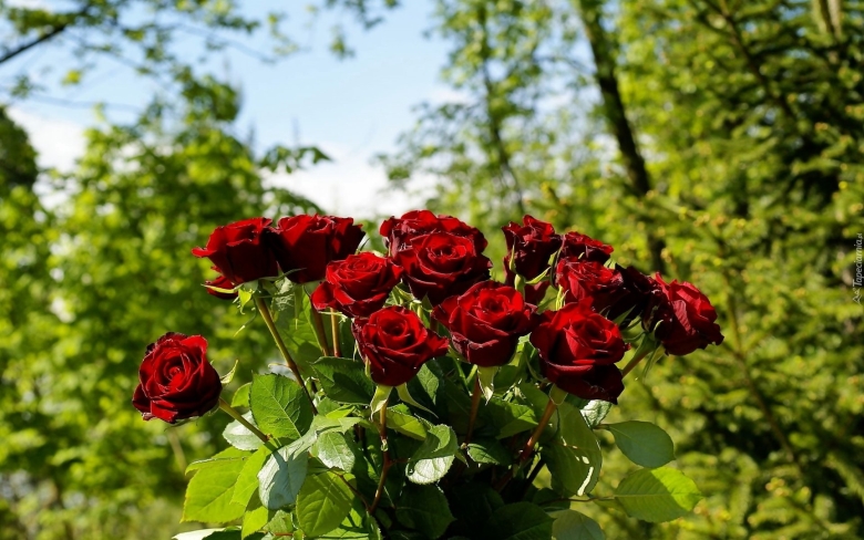 Красные розы в саду