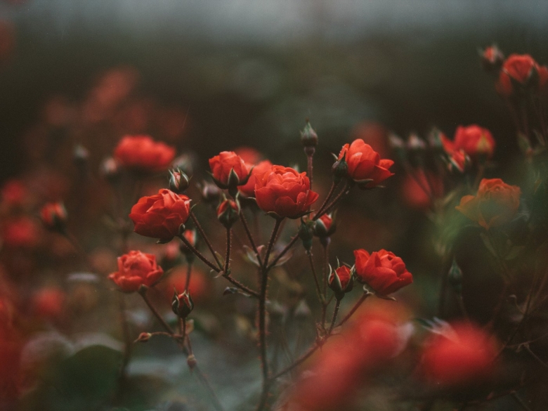 Атмосферные цветы