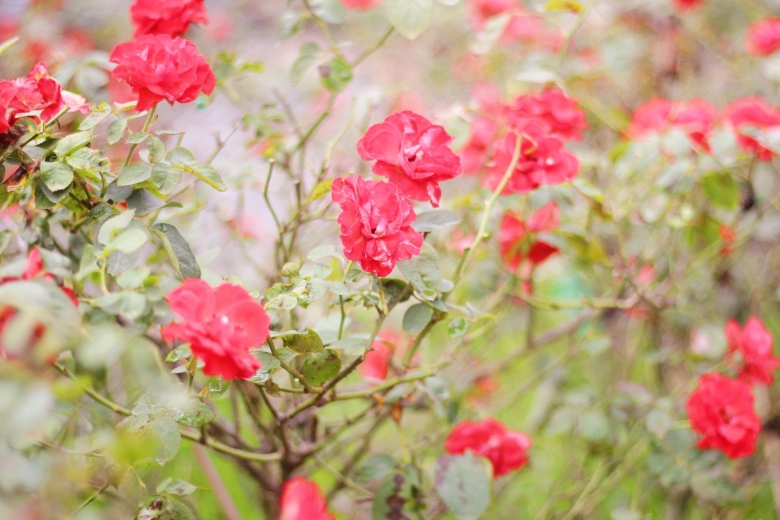 Плетистая роза красная