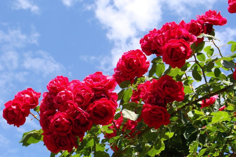 Роза байкал плетистая