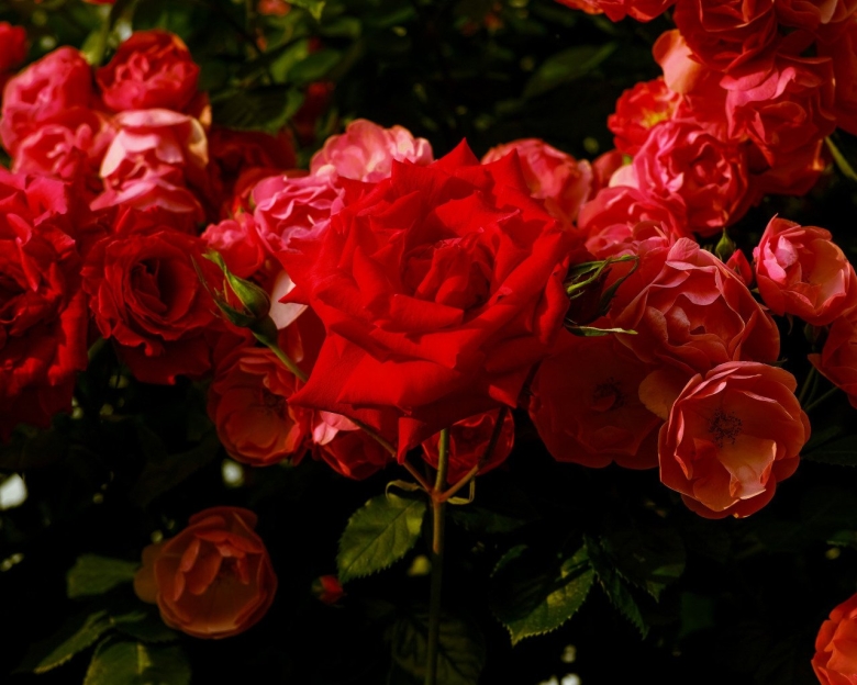 Куст красных роз