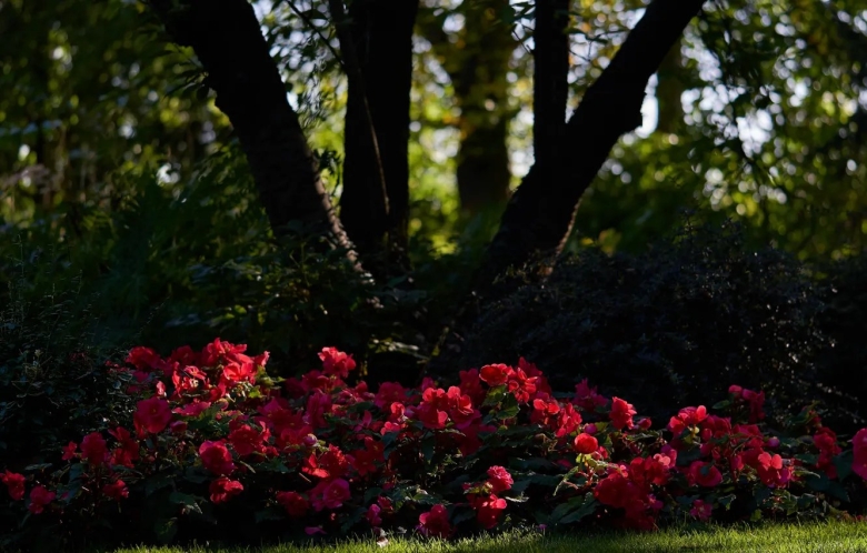 Красные цветы для клумбы