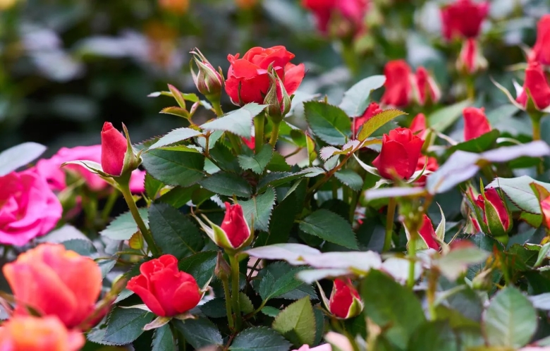 Куст розы Хельмут