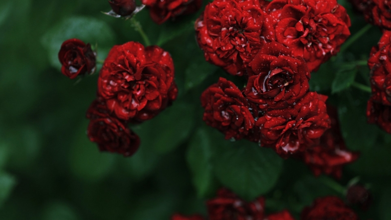 Розы ред пион красный