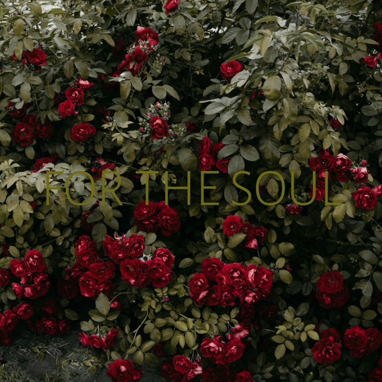 Плетистая роза Моника