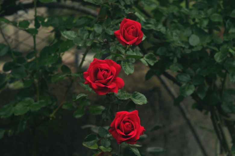 Роза Фанни Ардан фото