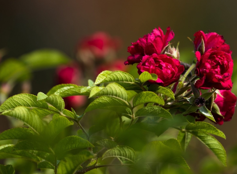 Бордовый куст роз