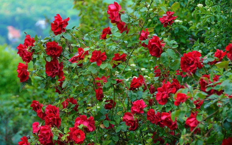 Плетистая роза шиповник