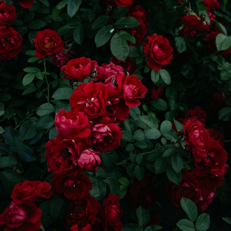 Красные пионы куст