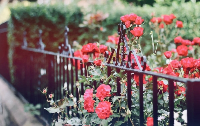 Кусты роз в саду