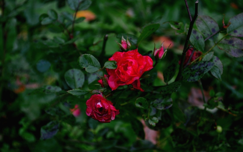 Роза кустарниковая красная