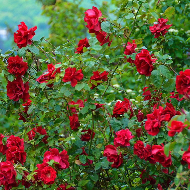 Плетистая роза шиповник