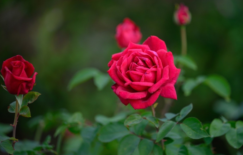 Земля для роз