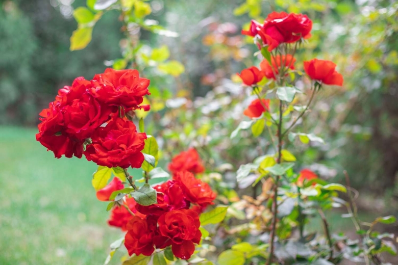 Сорта роз Никитского ботанического сада