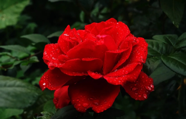 Красные розы