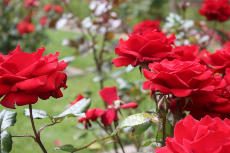 Роза ред эмпайр