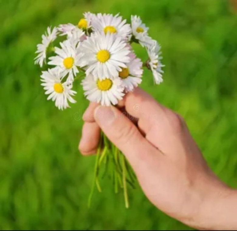 Букет ромашек в руках